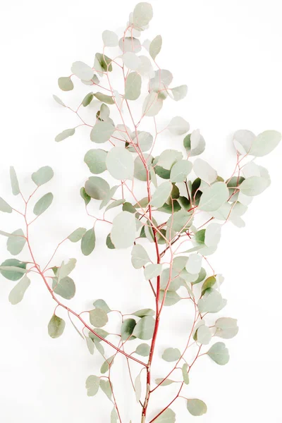 Beautiful eucalyptus branches pattern — Stock Photo, Image