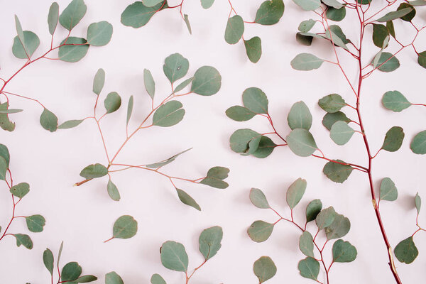 Beautiful eucalyptus branches pattern