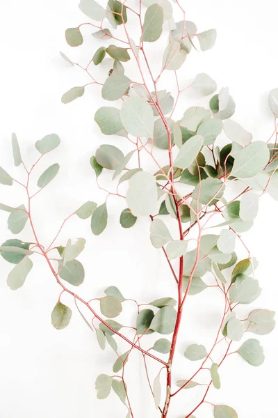 Beautiful eucalyptus branches pattern — Stock Photo, Image