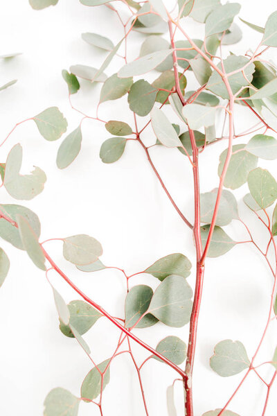 Beautiful eucalyptus branches