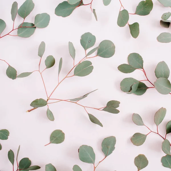 Eucalyptus takken patroon — Stockfoto