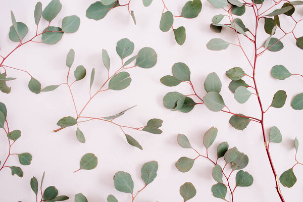 eucalyptus branches pattern