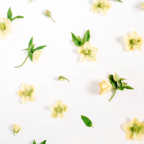 Belles fleurs d'hellébore jaune — Photo