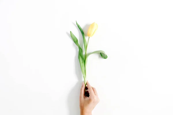 Женская рука держит желтый тюльпан — стоковое фото