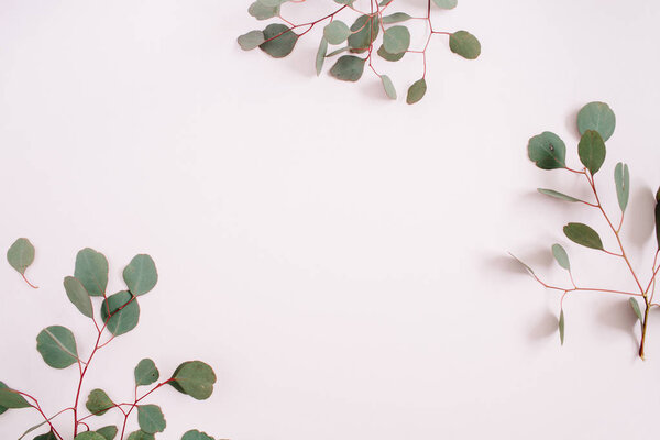 Beautiful eucalyptus branches pattern