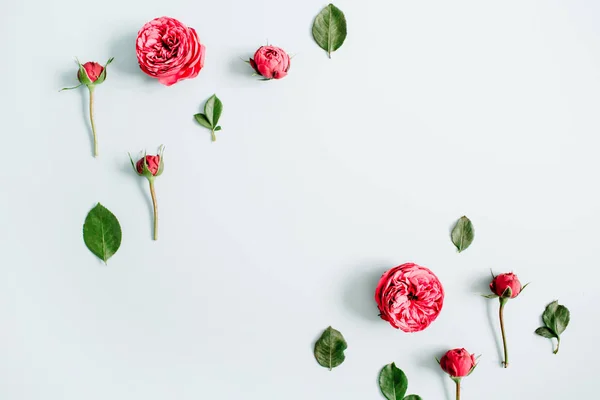 Rote Rose Blütenknospen umrahmen — Stockfoto