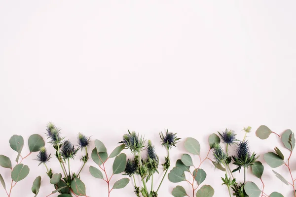 Όμορφη ευκάλυπτος κλαδιά και άνθη eringium — Φωτογραφία Αρχείου
