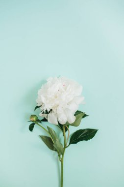 güzel Şakayık çiçeği 