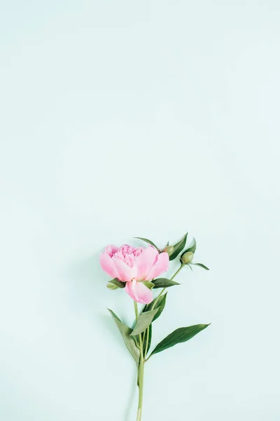 Hermosa flor de peonía — Foto de Stock