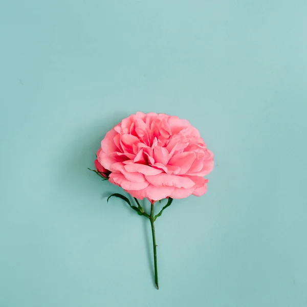 Bellissimo fiore di rosa rosa — Foto Stock