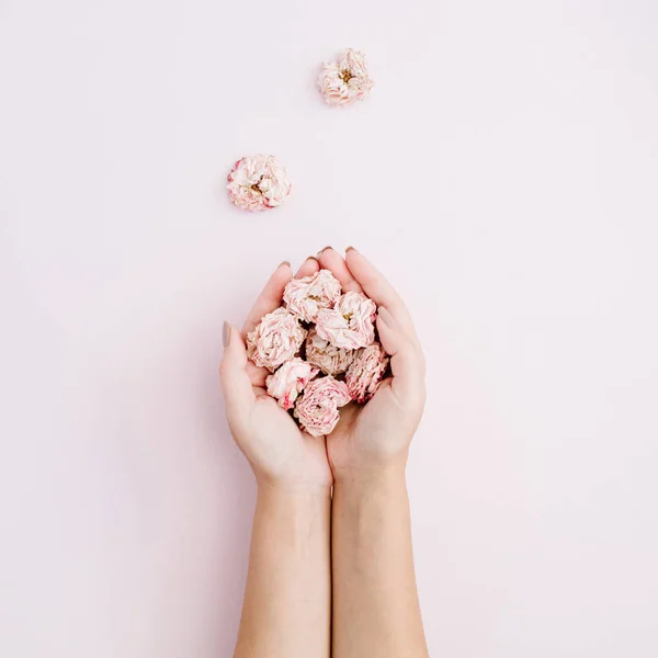 A lány kezében rózsaszín száraz Rózsa rügyek — Stock Fotó