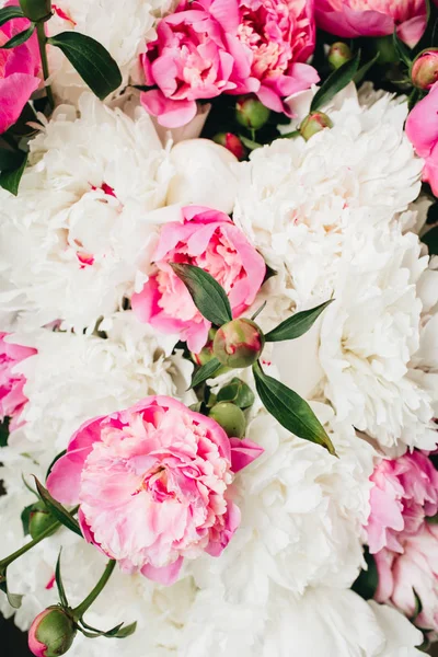 Zbliżenie kwiatów biała i różowa piwonia — Zdjęcie stockowe