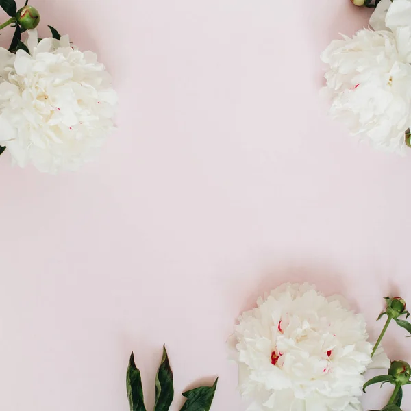 Frame of white peony flowers — Stock Photo, Image