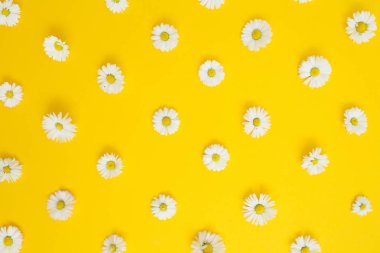 Beyaz papatya papatya çiçek çiçek desenli