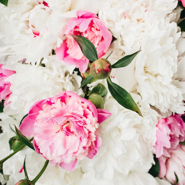 Primo piano di fiori di peonia bianchi e rosa — Foto Stock