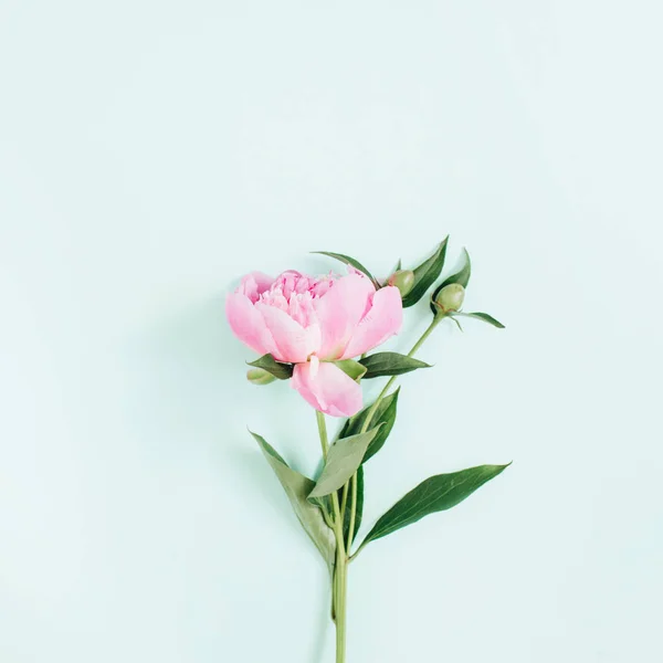 Belle fleur de pivoine — Photo