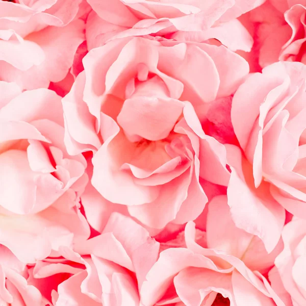 1650 Free CC0 Rose petal Stock Photos 