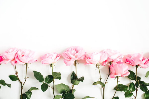 Pink roses on white background