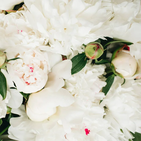 Γκρο πλαν, λευκή παιωνία λουλούδια — Φωτογραφία Αρχείου