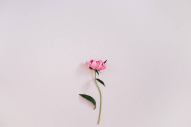 Pembe şakayık çiçeği