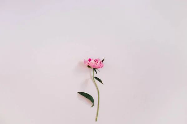 Pink peony flower — Stock Photo, Image