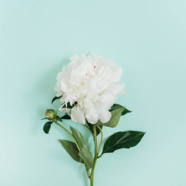 Beyaz şakayık çiçeği