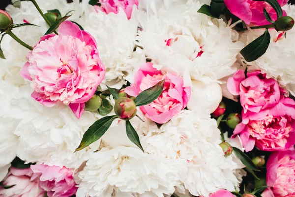 Close-up van witte en roze pioen bloemen — Stockfoto