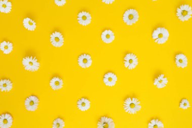 Beyaz papatya papatya çiçek çiçek desenli