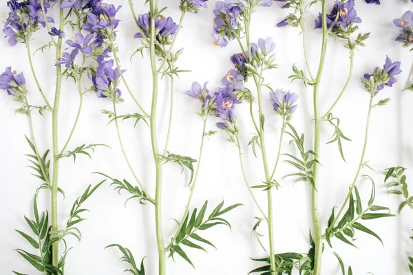 Patrón floral con flores de color azul, hojas verdes —  Fotos de Stock