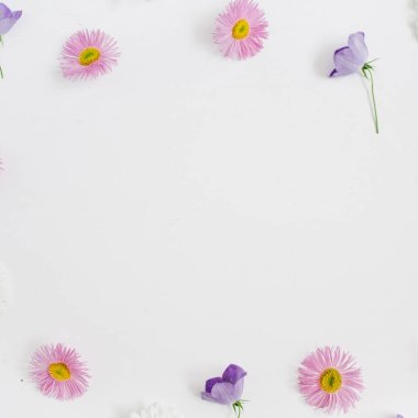 pembe papatya papatya çiçeği