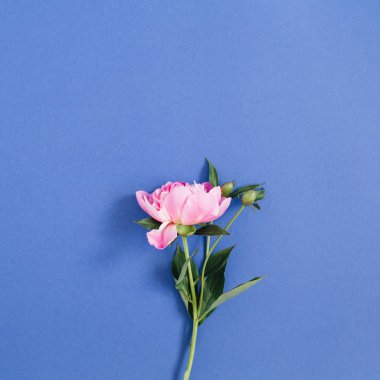 Güzel pembe şakayık çiçeği