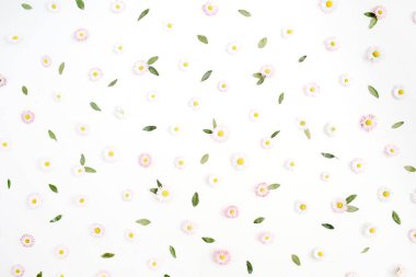  Beyaz ve pembe papatya papatya çiçeği