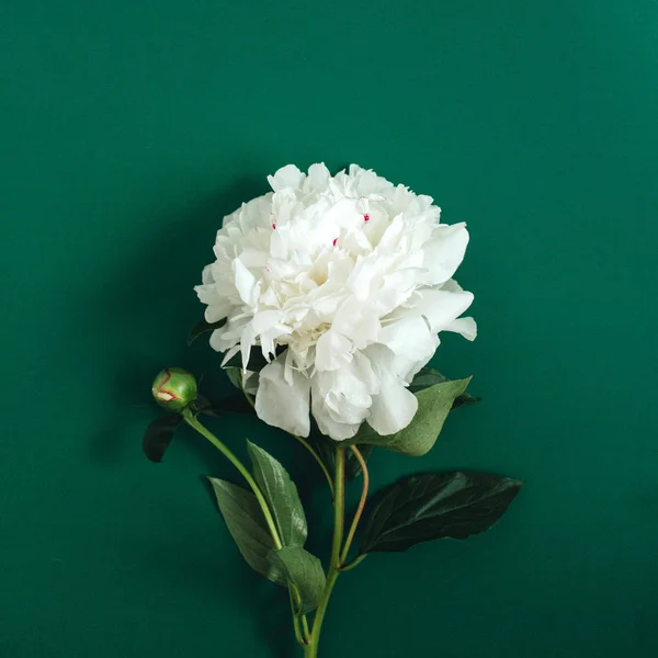 Fehér bazsarózsa virág — Stock Fotó