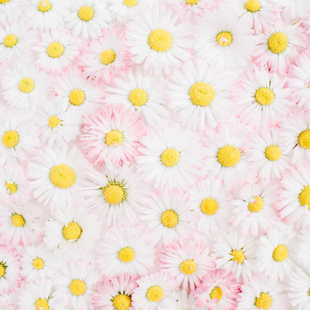  white and pink chamomile daisy flowers