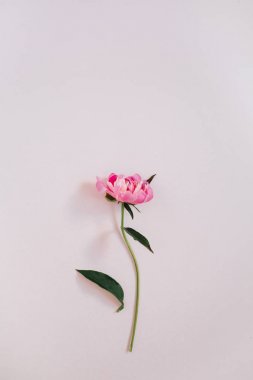 Güzel pembe şakayık çiçeği