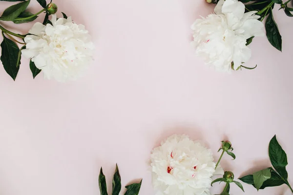 Padrão feito de flores de peônia branca — Fotografia de Stock