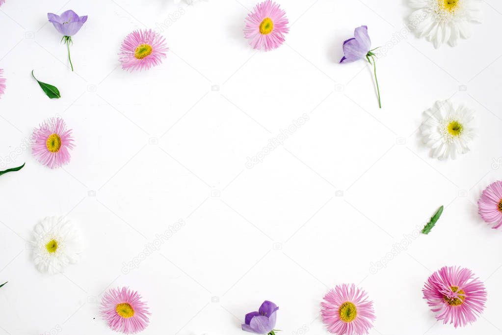  white and pink chamomile daisy flowers