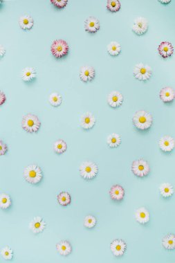  Beyaz ve pembe papatya papatya çiçeği