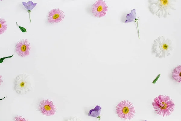 Bílé a růžové heřmánkový sedmikráska květ — Stock fotografie