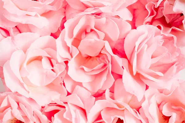 Primer plano de rosa rosa flores —  Fotos de Stock