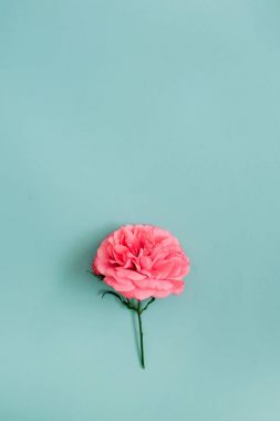 Güzel pembe gül çiçeği