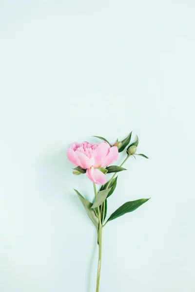 Hermosa flor de peonía rosa — Foto de Stock