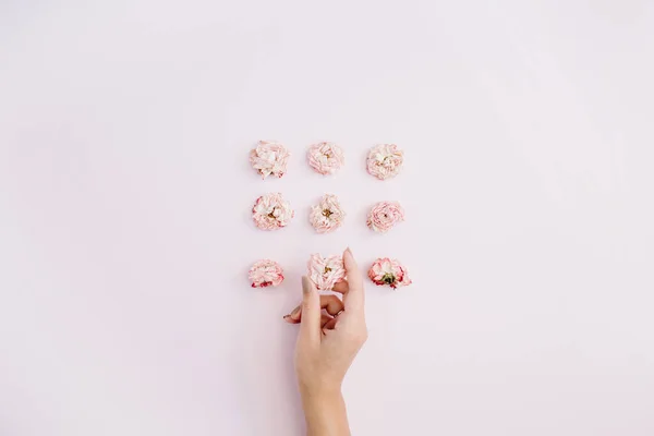 Mano de niña sosteniendo rosa brotes de rosa seca — Foto de Stock