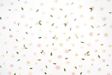  Beyaz ve pembe papatya papatya çiçeği