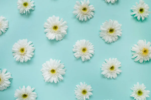 흰색 카모마일 데이지 꽃의 패턴 — 스톡 사진
