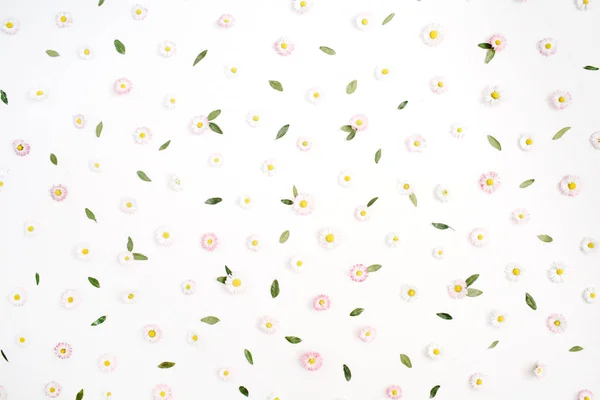 白色和粉红色的洋甘菊雏菊花 — 图库照片