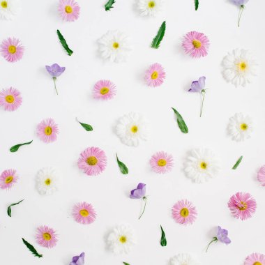  Beyaz ve pembe papatya papatya çiçeği