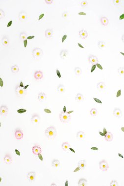  Beyaz ve pembe papatya papatya çiçeği