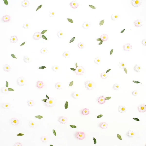 Fehér és rózsaszín Kamilla Margaréta virágot — Stock Fotó