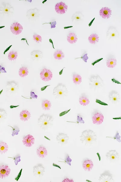 白色和粉红色的洋甘菊雏菊花 — 图库照片